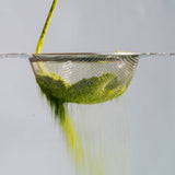 Matcha Sifter (Sieve)